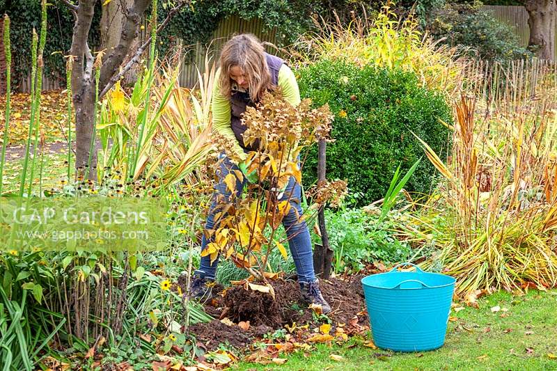 Moving a shrub - hydrangea. Re-planting in a new place in a border