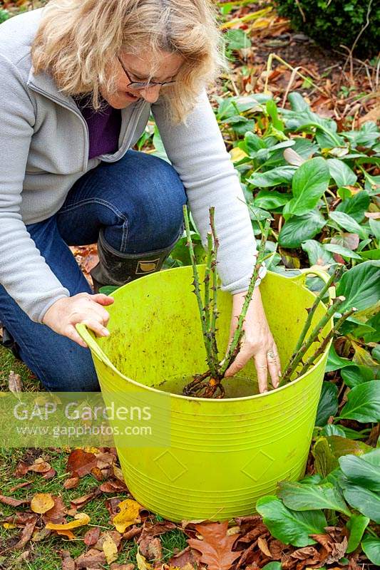 Planting bare root roses in autumn. Soaking in a tub trug before planting