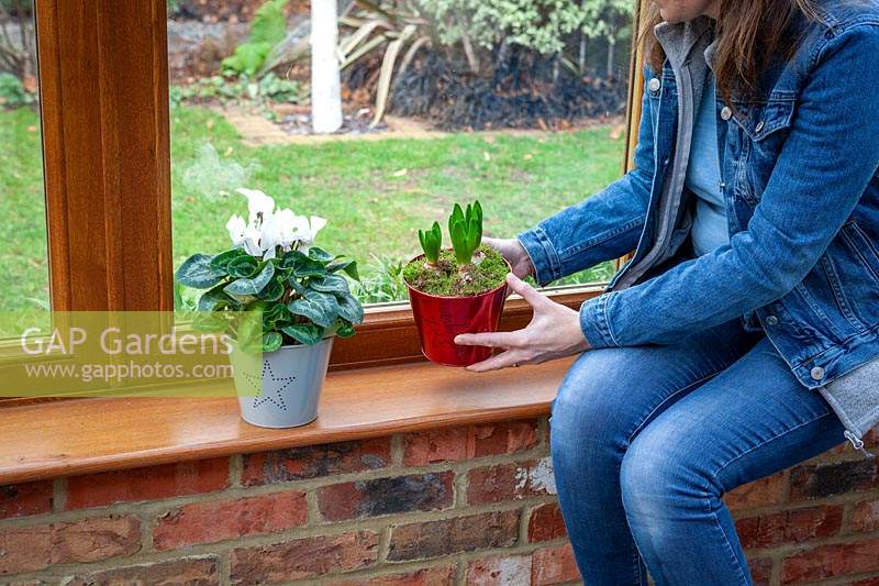 Bringing a hyacinth pot into a conservatory for Christmas. Placing it on a window sill