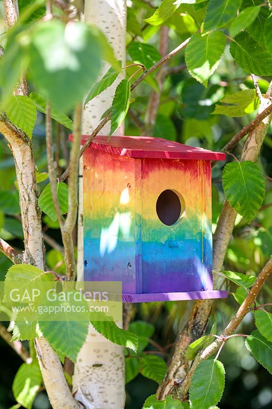 Bird box painted in rainbow colours on a Betula - Birch - tree 