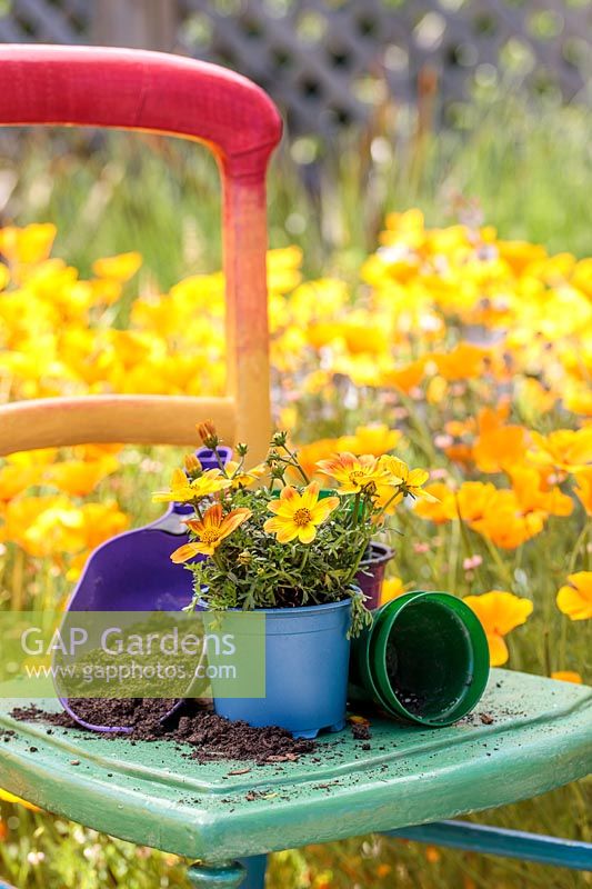 Wooden chair painted in rainbow colours with Bidens 'Bidy Bop' on patio surrounded by Eschscholzia californica - California Poppy