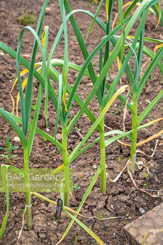 Allium sativum 'Carcassonne Wight' - Garlic - growing in the ground 