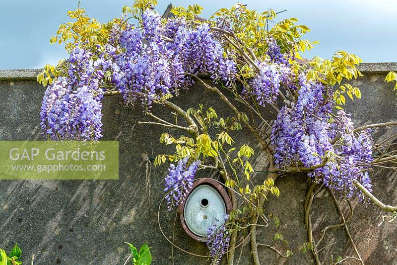 Wisteria above a nesting box on wall 