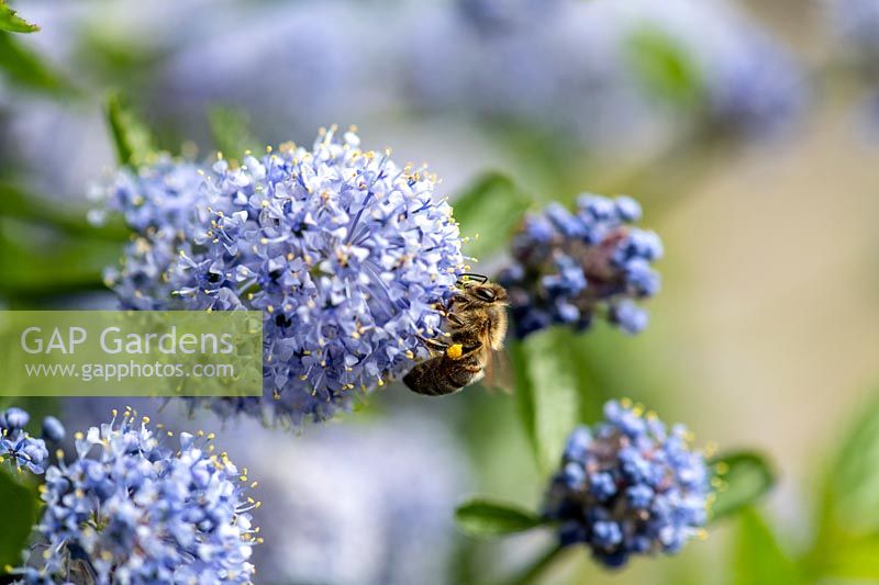 Apis mellifera - Honey bee - on Ceanothus flower