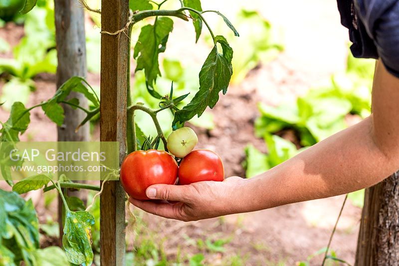 Solanum lycopersicum 'Rose de Berne' - Tomato - harvesting fruit from plant grown as cordon