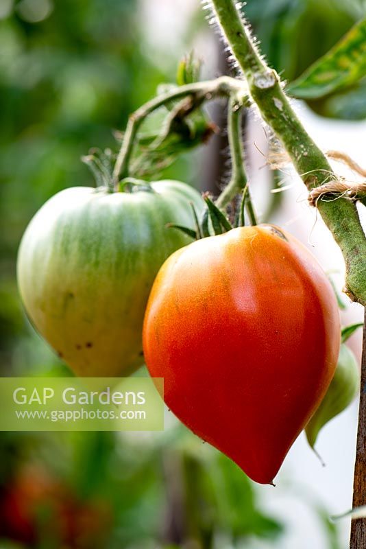 Solanum 'Coeur de Boeuf' - Tomato - ripe and unripe fruit on plant 