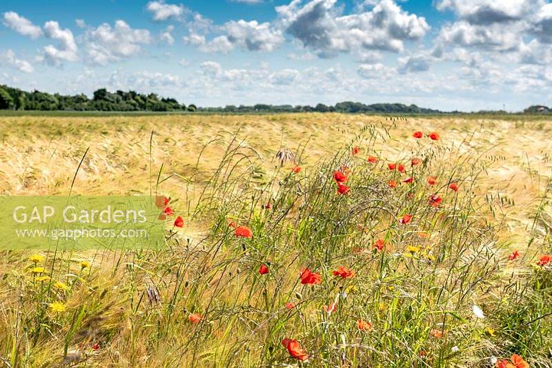 Wildflowers such as Papaver - Poppy - in a field of Hordeum - Barley 