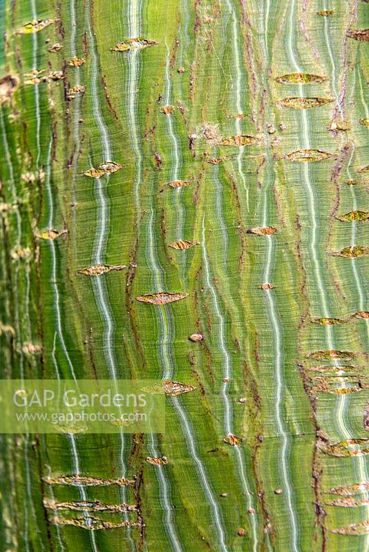 Acer davidii - Pere David's Maple - detail of bark on trunk 