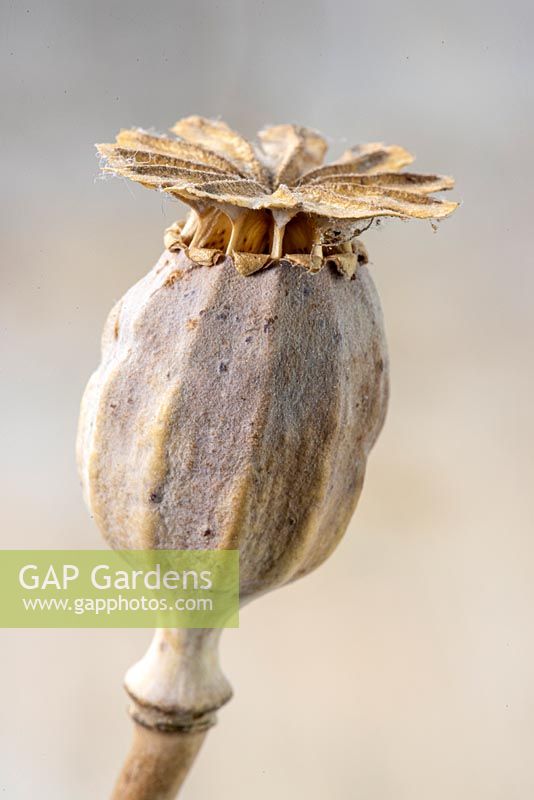 Papaver - Poppy - dried seed capsule 