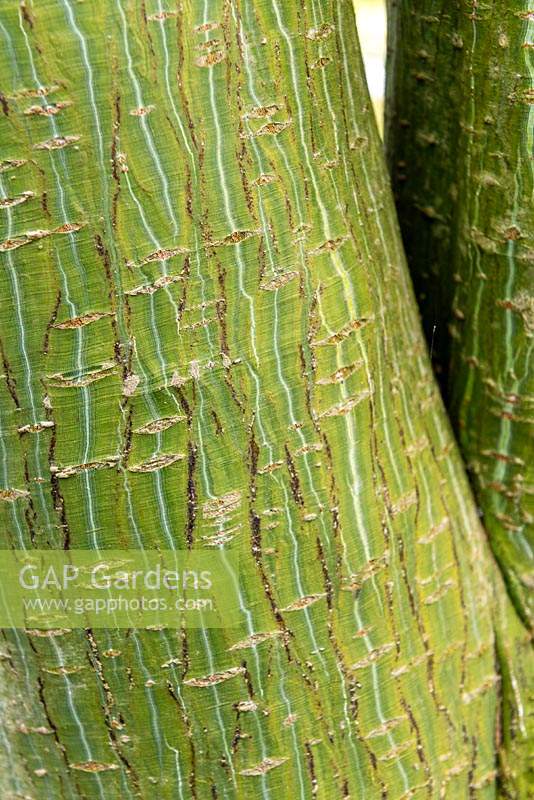 Acer davidii - Pere David's Maple - bark on trunk 
