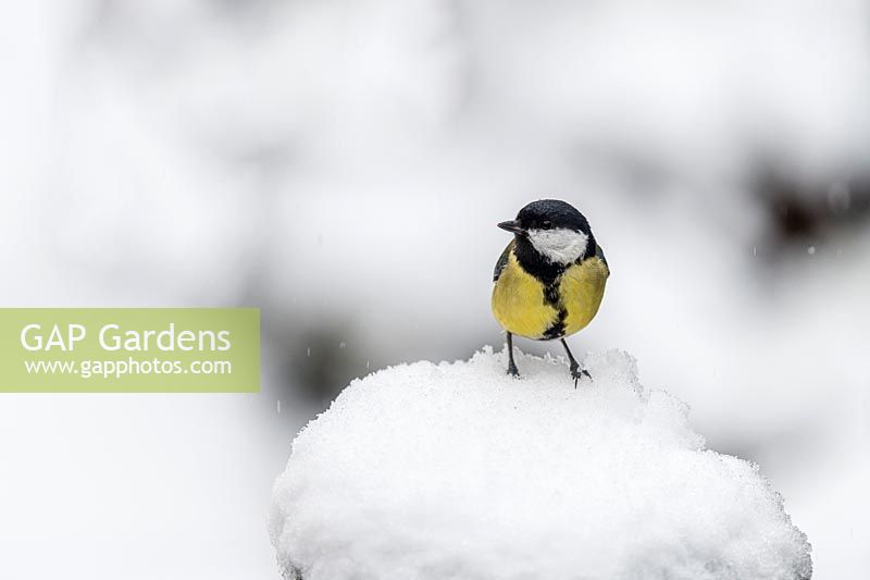 Parus major - Great Tit - in the snow