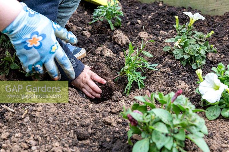 Child being helped to plant Tagetes - Marigold - in the ground 