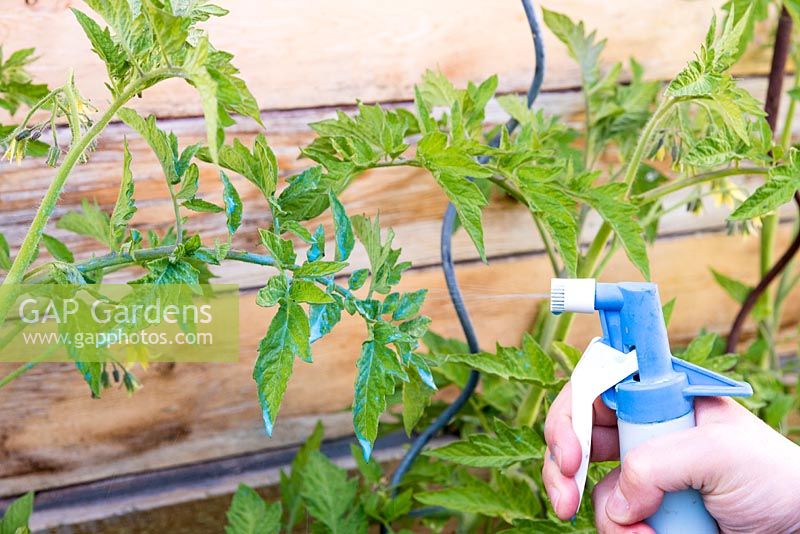 Using a trigger hand sprayer to apply treatments to Tomato plants with powdery mildew 