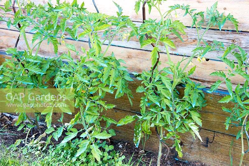 Tomato plants grown up spiral supports near wooden fence 