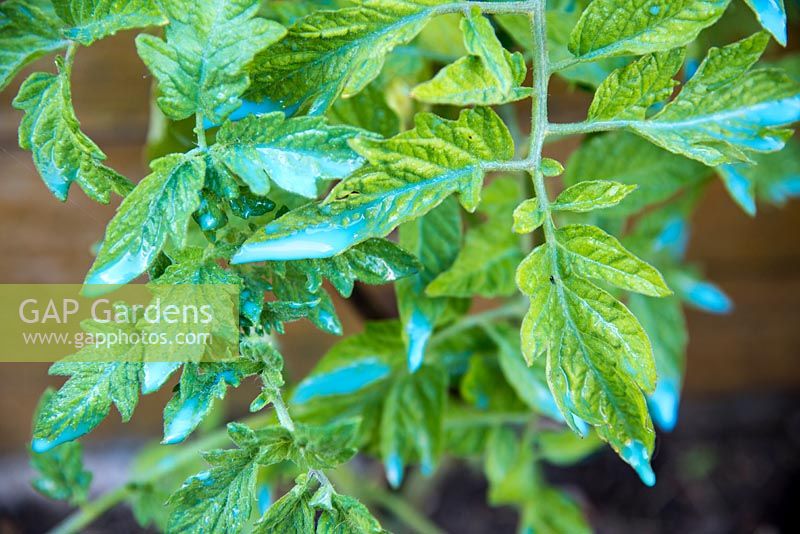 Powdery mildew treatment for Tomato, after spraying with Bordeaux mixture