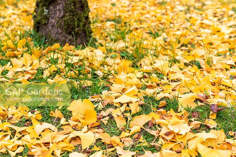 Ginkgo Biloba - fallen leaves at base of tree growing in grass 
