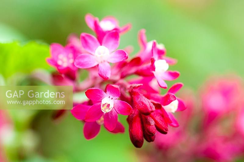 Ribes sanguineum - Flowering Currant - 