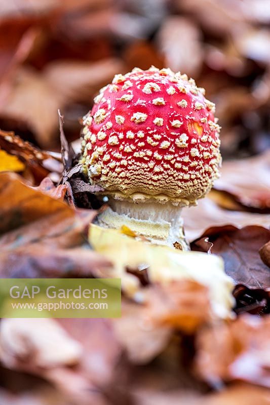 Amanita muscaria - Fly Agaric - Toadstool, Mushroom - growing up through fallen leaves 