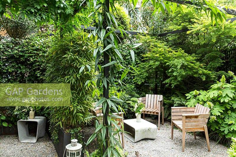 A private seating area screened by a metal pergola with Clematis armandii anda trough of Phyllostachys bissetii - Bamboo, a Hydrangea quercifolia 'Pee Wee' adds leaf and flower interest 