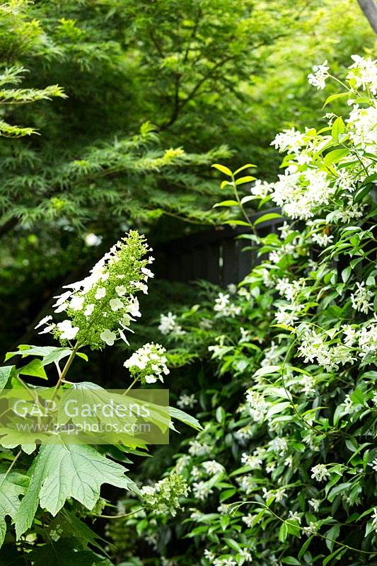 Plants that provide screening and interest in an urban garden: Hydrangea quercifolia 'Pee Wee', Trachelospermum jasminoides - Jasmine 