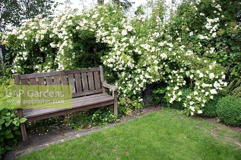 Rosa 'Bobbie James' - Rambler Rose - in corner of garden with wooden bench nearby 