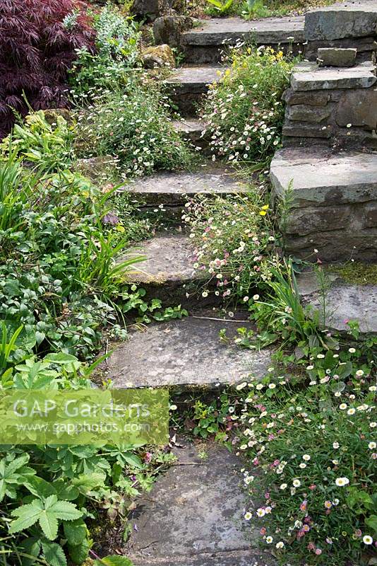 Erigeron karvinskianus growing in narrow steep stone steps