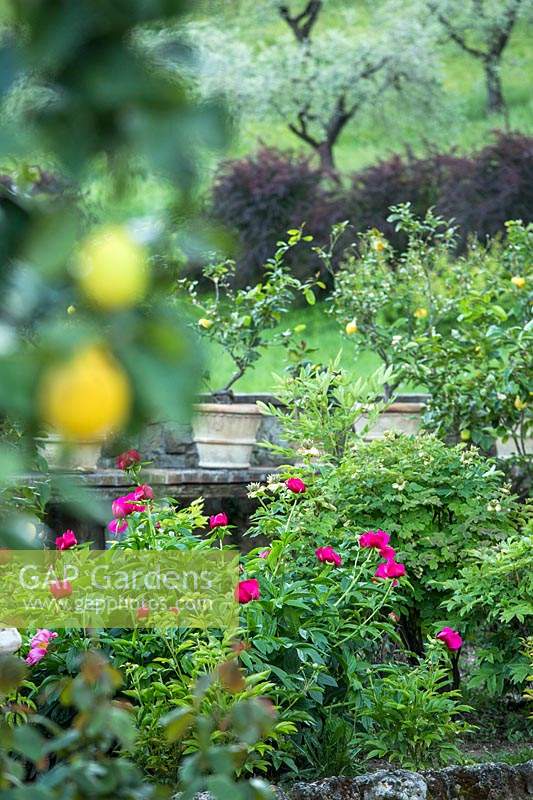 Looking through Citrus - Lemon - tree to a Paeonia - Peony - in a bed within a formal garden 