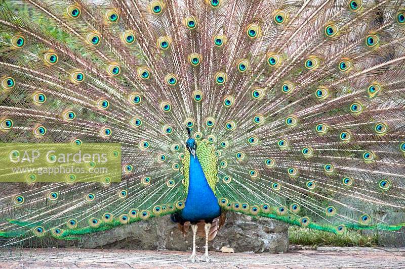 Peacock displaying feathers 