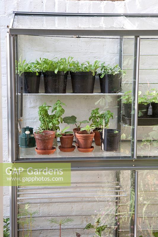 Glass greenhouse outside against a white-painted brick wall, contains herbs and Vegetables in pots 