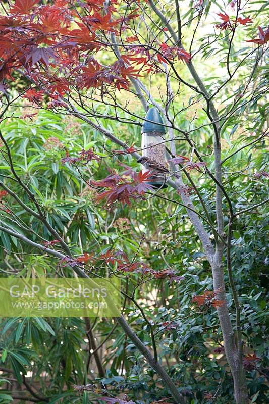 House Sparrow at bird feeder, among the branches of an Acer - Maple -tree