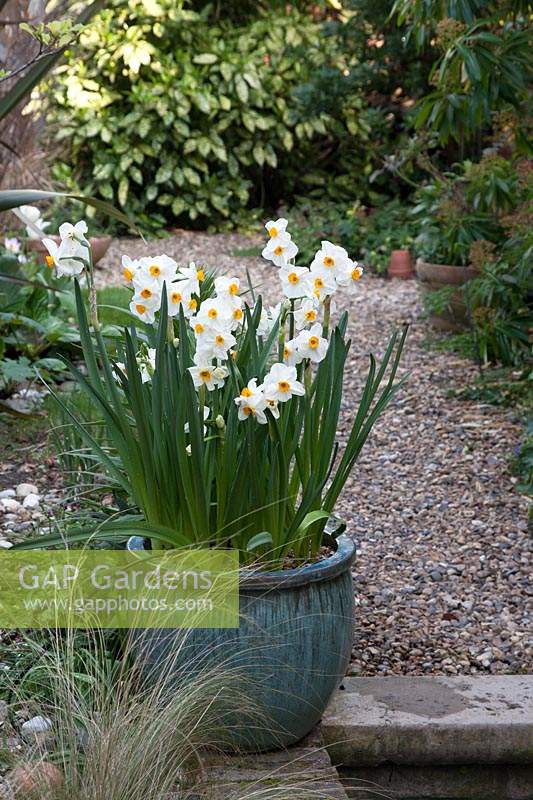 Narcissus 'Geranium' - Daffodil - in pot by gravel path 