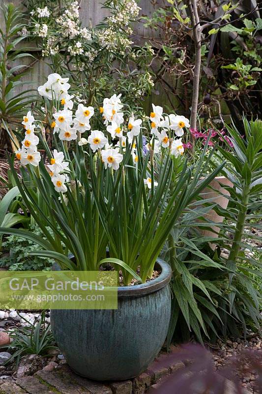 Narcissus 'Geranium' - Daffodil - in pot in small garden 