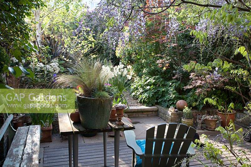 Small urban garden with seating area on decking with a garden with Wisteria, Narcissus 'Geranium' and other plants - April