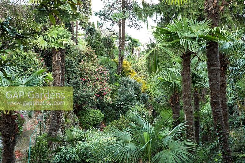 Woodland valley with Trachycarpus fortunei - Chusan Palm - and Camellia and other shrubs beyond 