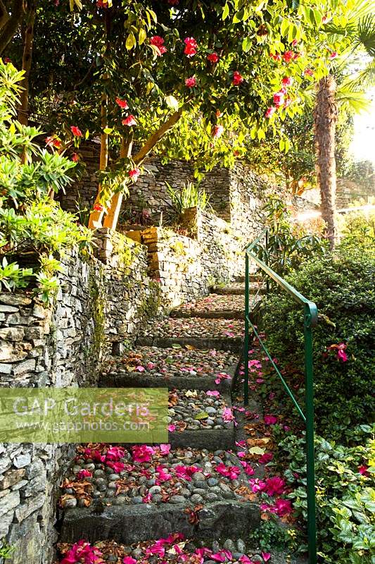 Steep cobbled steps up the sides of stone terraces, dropped petals from  Camellia drops 