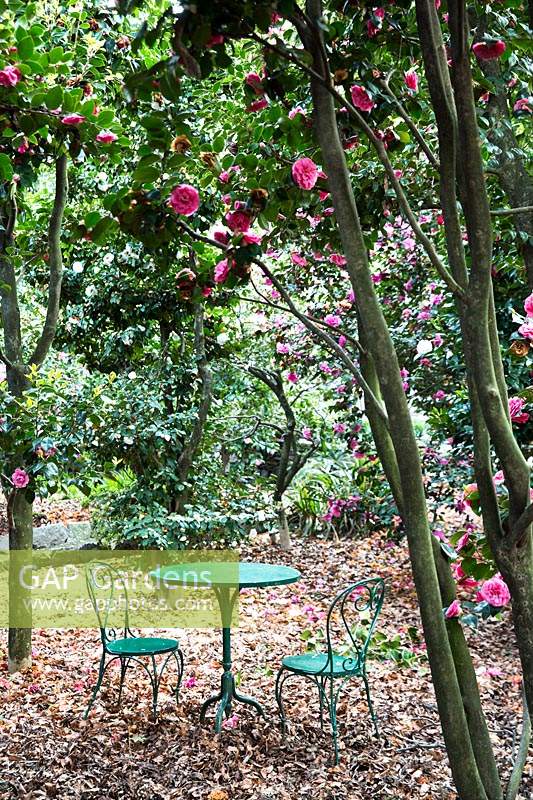 Camellia woodland with clearing with table and chairs 