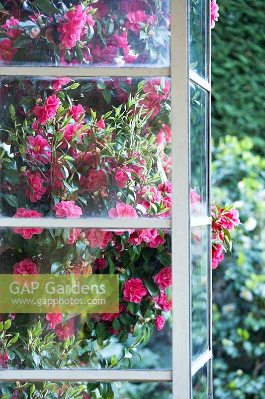 Camellia 'Magnoliiflora' seen through glass growing outside conservatory 