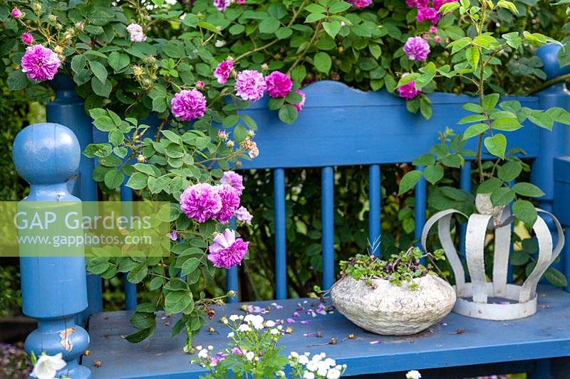 Blue bench built from a former bed, Rosa 'Russeliana' - Rambler Rose - draped over the bench