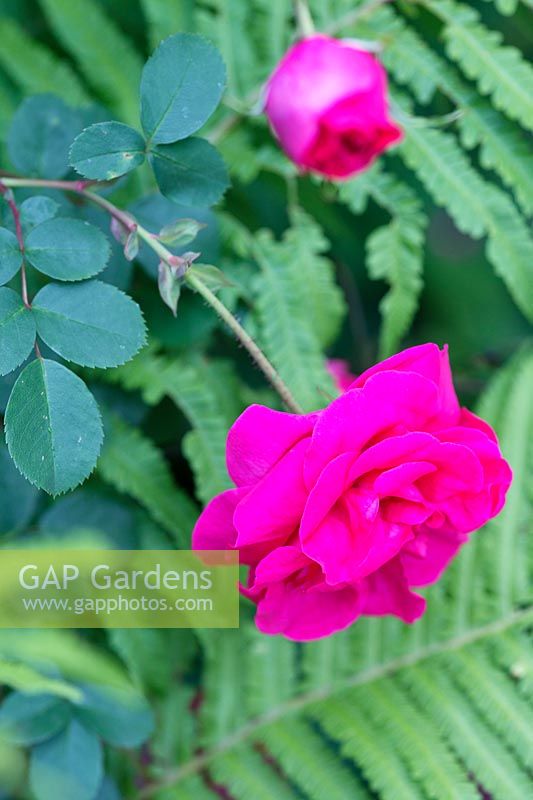 Rosa 'Cerise Bouquet' - Shrub Rose