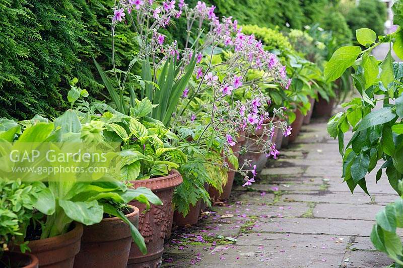 View along a row of potted plants in terracotta pots between hedge and path, Geranium palmatum nearby