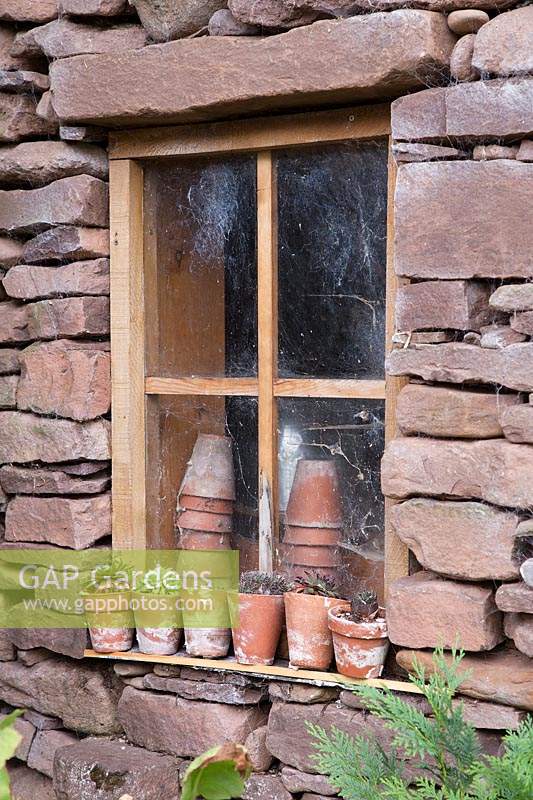 Sempervivums in terracotta pots on potting shed window ledge.