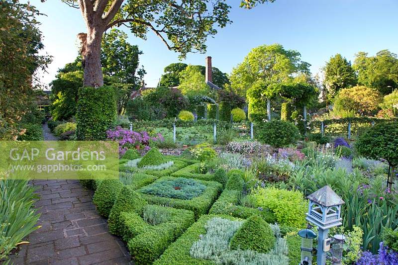 Herb area of the Milennium box parterre, interplanted with Santolina, Rue and lavender