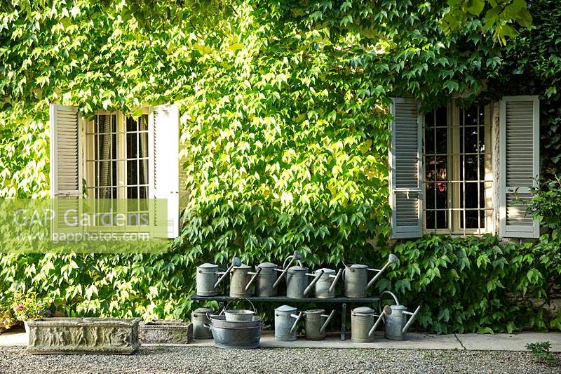 Display of old watering cans and stone troughs in front of a house covered with  Parthenocissus tricuspidata 'Veitchii' - Boston Ivy 