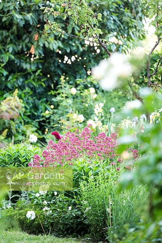 Mixed border with centranthus ruber album