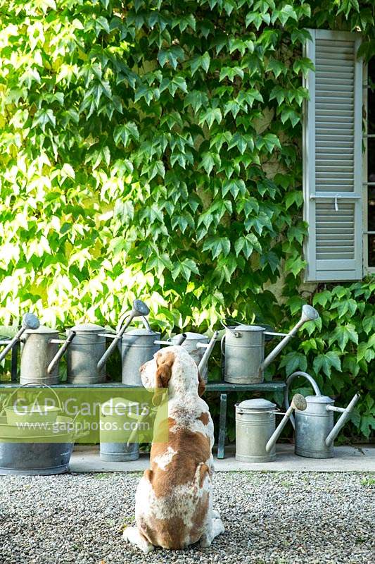 View of the facade of the house covered with ampelopsis veitchii tricuspidata with a dog looking at a row of galvanised watering cans 
