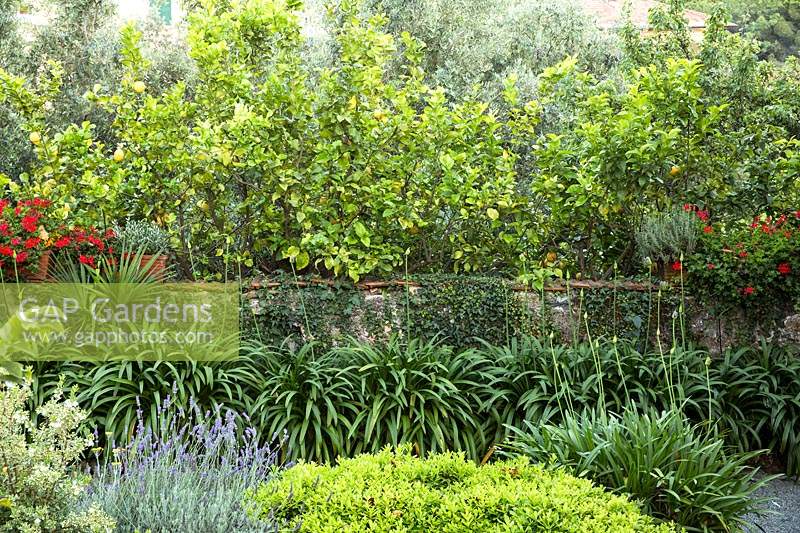 A row of Agapanthus along an old wall with Citrus - Lemon - trees behind