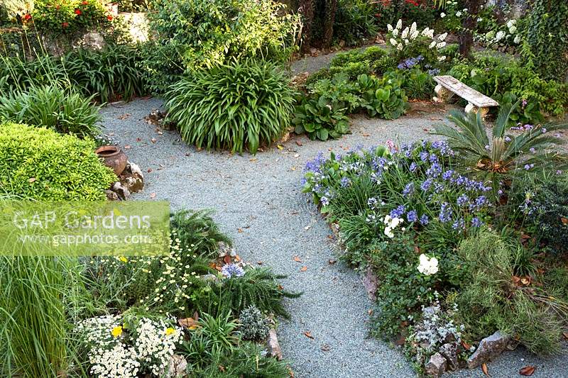 Overview of informal garden with gravel paths and mixed beds with stone bench. Plants include: Helichrysum, Agapanthus, Cycas and Bergenia 