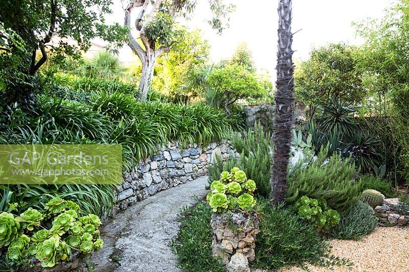 View along gravel path with retaining stone wall topped with Agapanthus, also a planting of Aeonium, Salvia rosmarinus - Rosemary  around the base of Palm trunk 