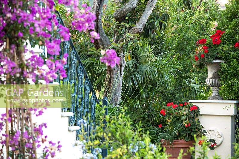 Trained Bougainvillea and potted Pelargonium by flight of steps, Palm trees beyond 