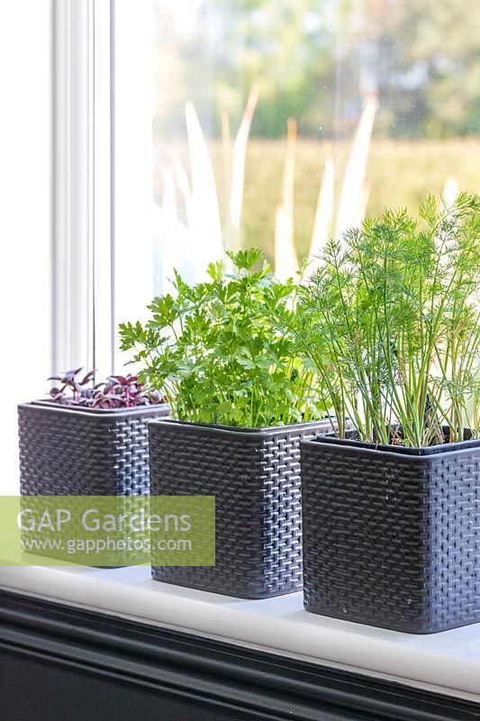 Herbs grown on a sunny windowsill